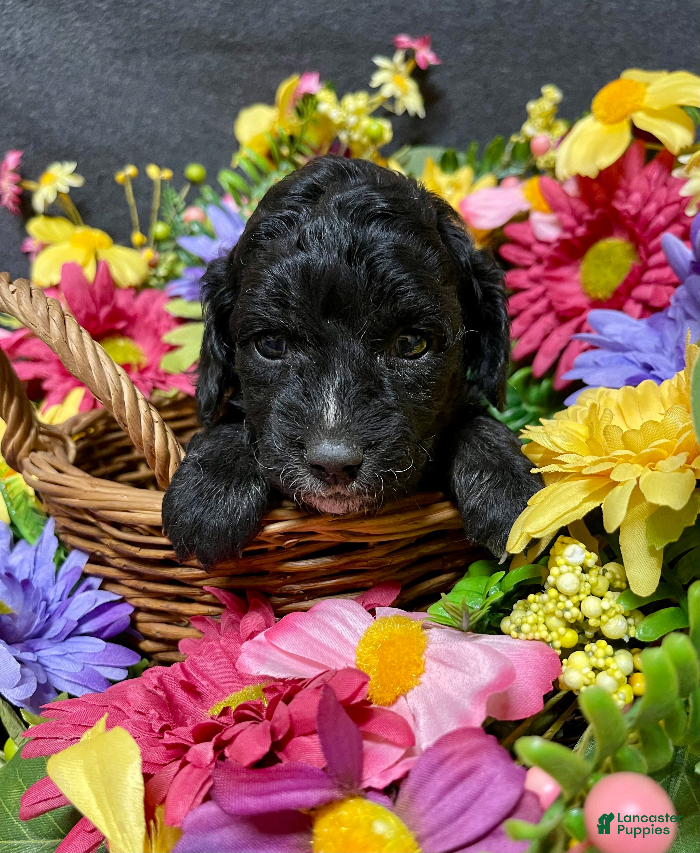 Cockapoo dogs Milo - Ad 1