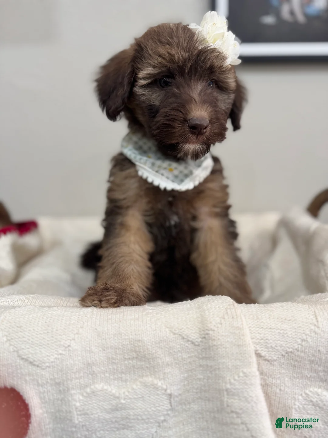 Mini Bernedoodle dogs for sale: Mini Bernedoodle Macchiato-Black Collar - Ad 2