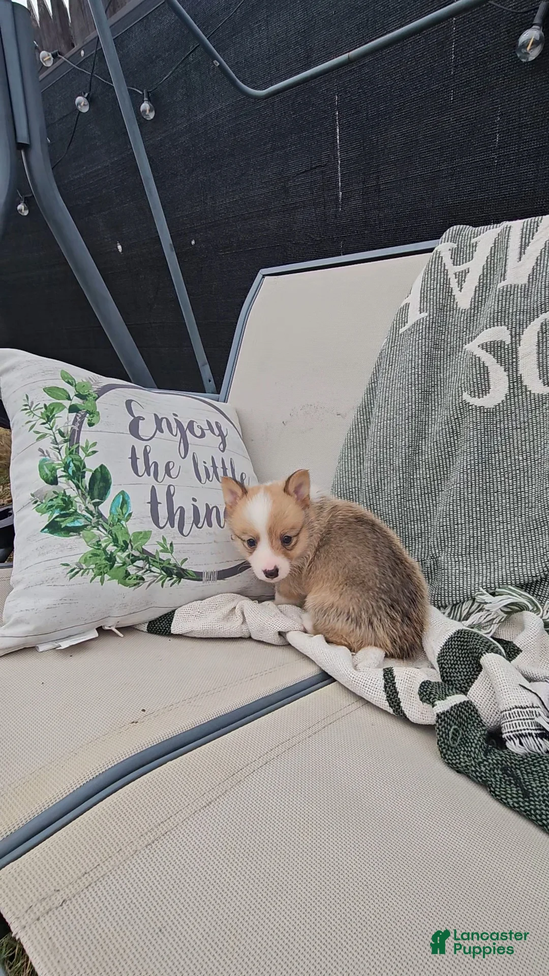 Mixed Breed dogs for sale: Rocko - Ad 5