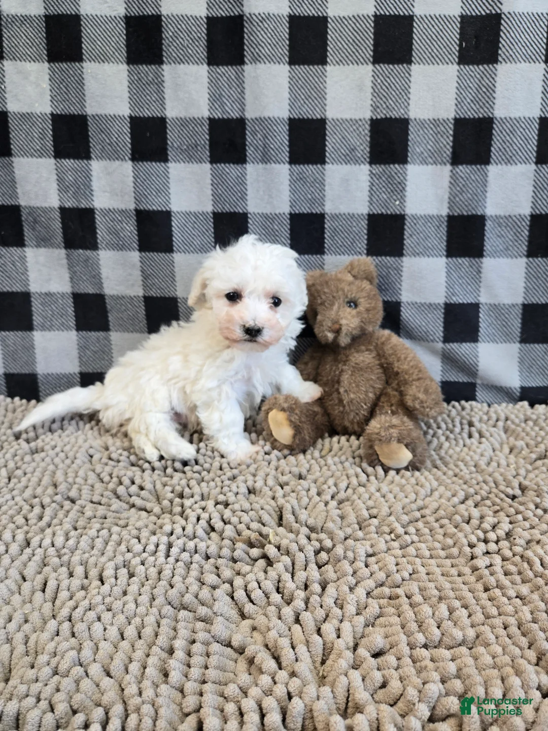Bichon Frise dogs for sale: Blake - Ad 2