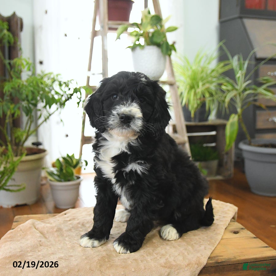 Bernedoodle dogs Leo - Ad 1