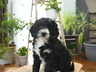 Bernedoodle dogs for sale: Leo - Ad 2