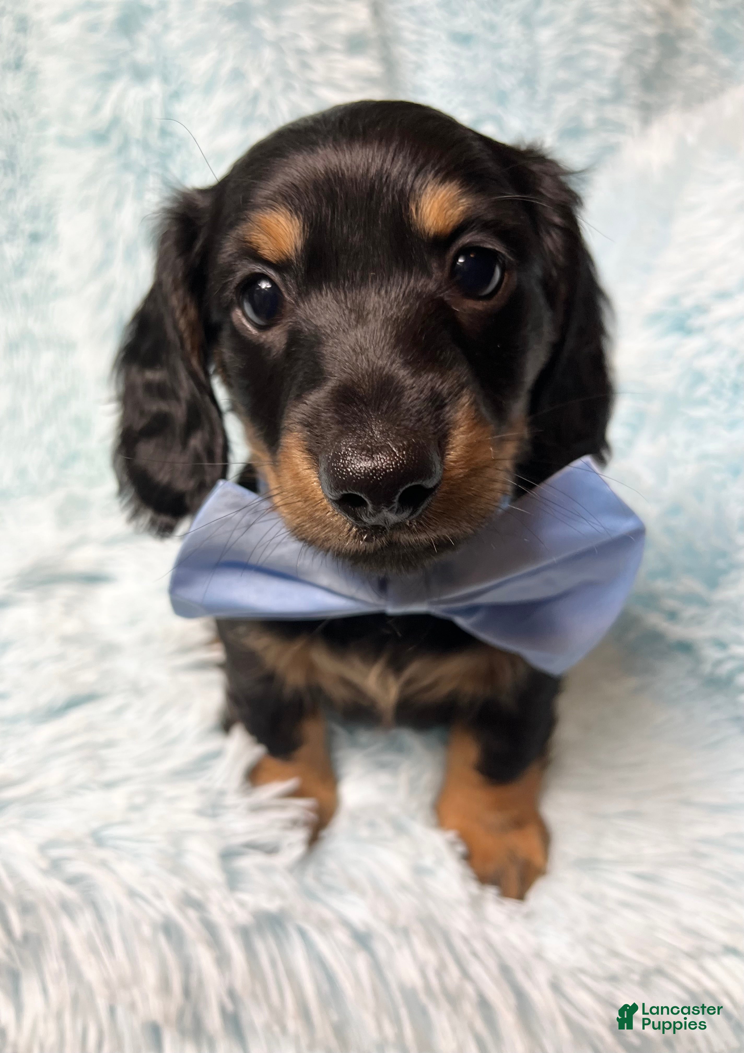 Dachshund dogs Little Barney  - Ad 18