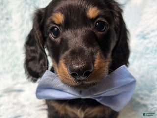 Dachshund dogs Little Barney - Ad 17