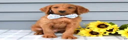 Labradoodle dogs for sale: Cooper  - Ad 6