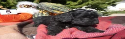 Cavapoo dogs for sale: Cavapoo 5 Black Star - Ad 5