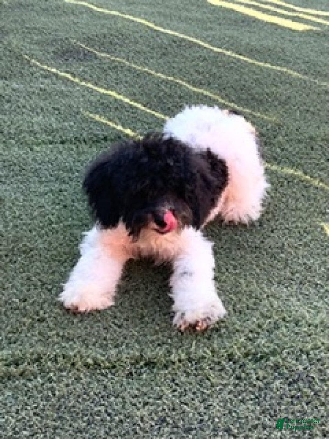Miniature Poodle dogs for sale: Travis - Ad 2