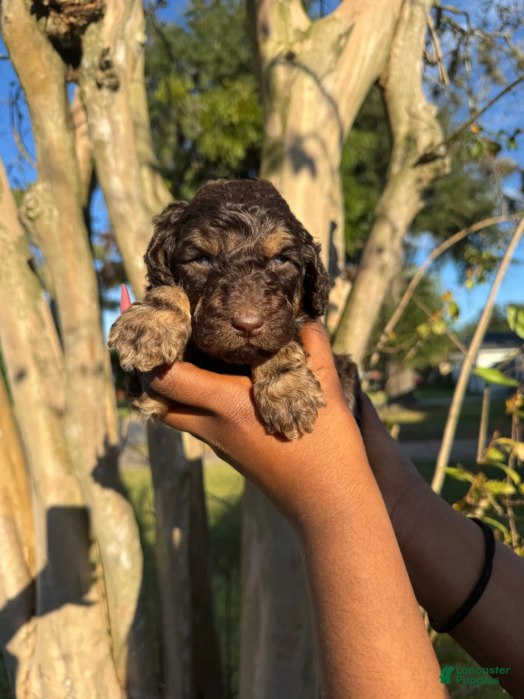 Standard Poodle dogs for sale: Standard Poodle 3 - Ad 1