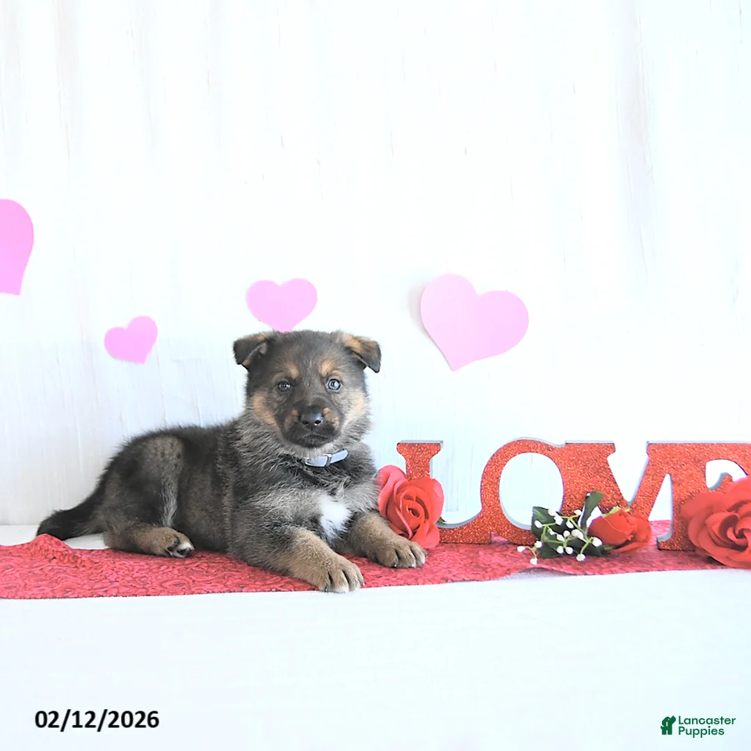 German Shepherd dogs for sale: Sophie - Ad 4