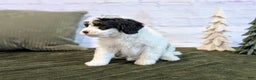 Bernedoodle dogs for sale: Kobe - Ad 3