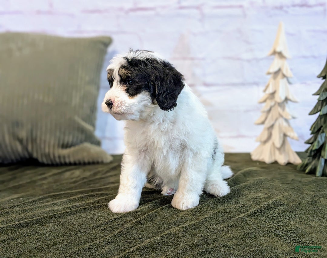 Bernedoodle dogs for sale: Kobe - Ad 3