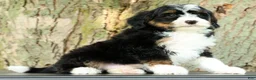 Mini Bernedoodle dogs for sale: Watson - Ad 2