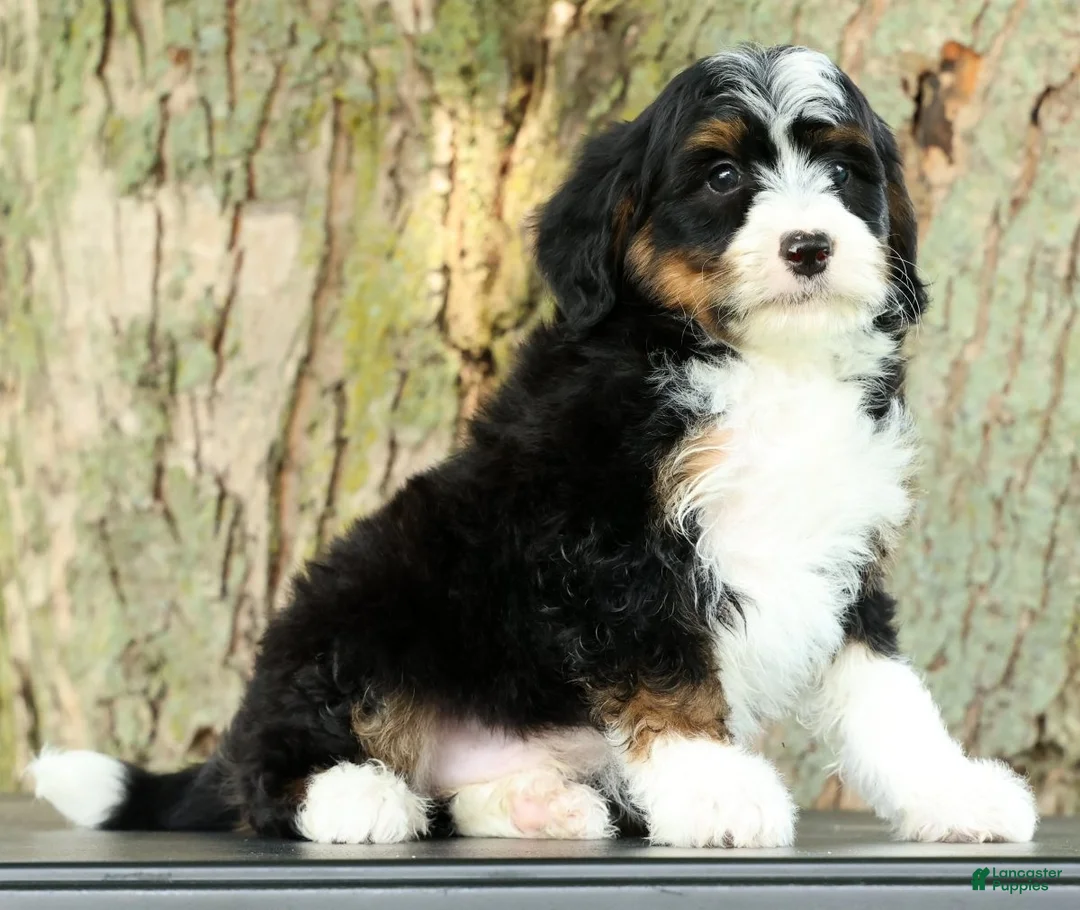 Mini Bernedoodle dogs for sale: Watson - Ad 2