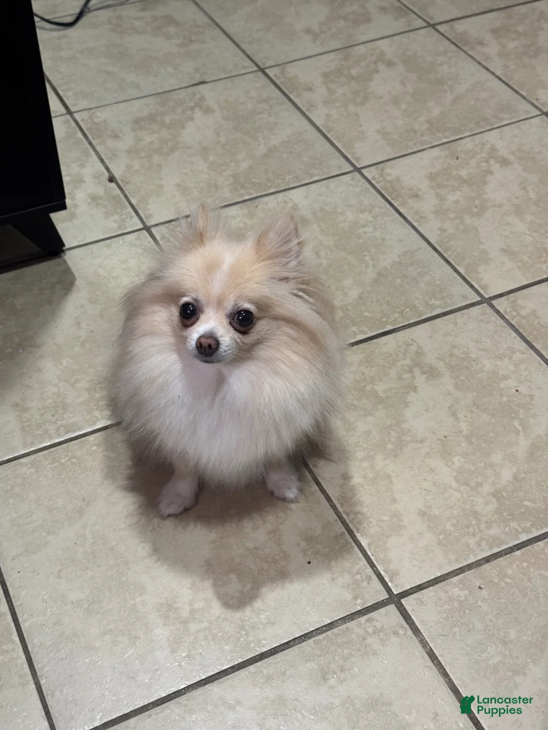 Mixed Breed dogs for sale: King  - Ad 3