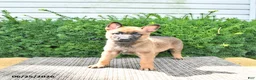Mixed Breed dogs for sale: Adora - Ad 3