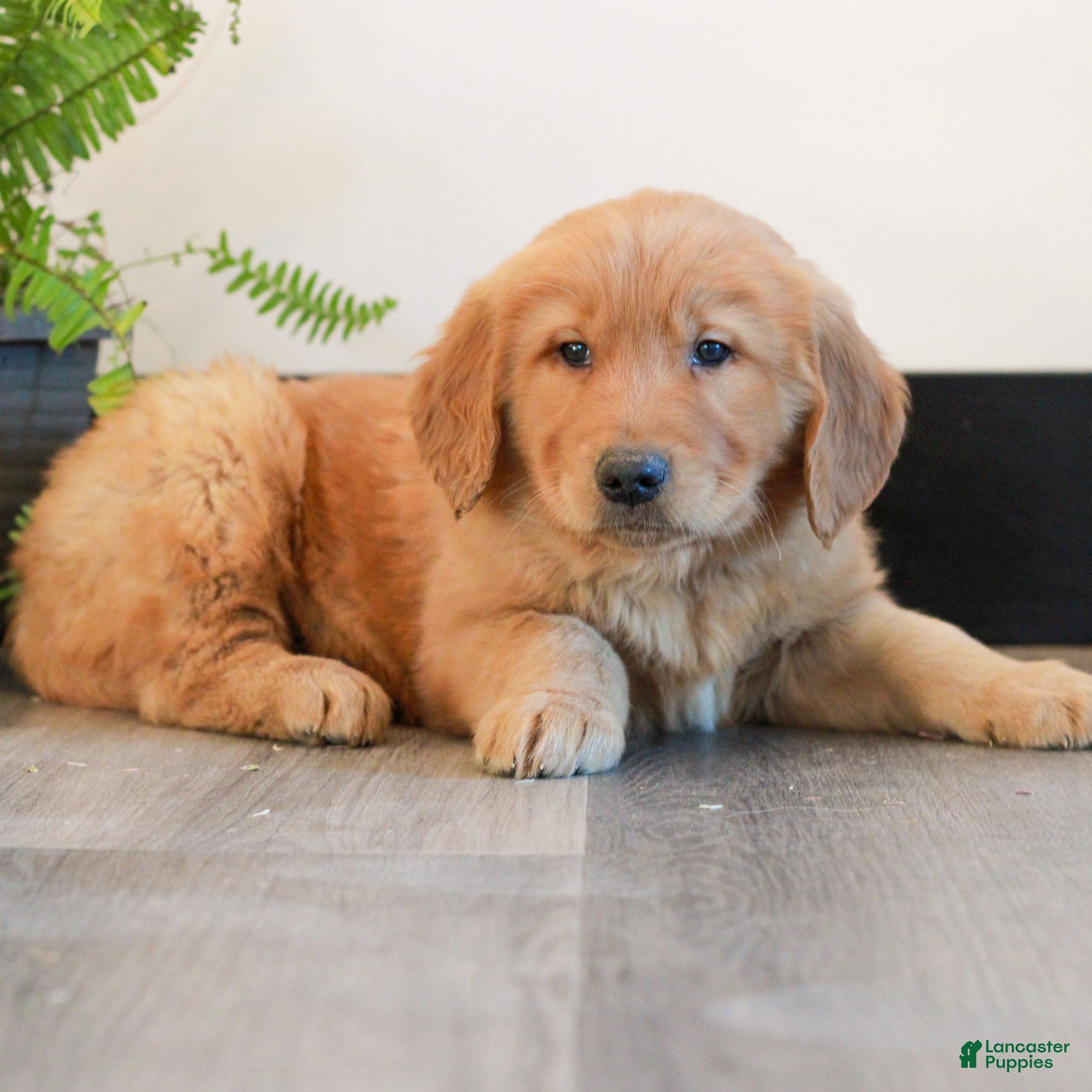 Golden Retriever dogs Toby  - Ad 2