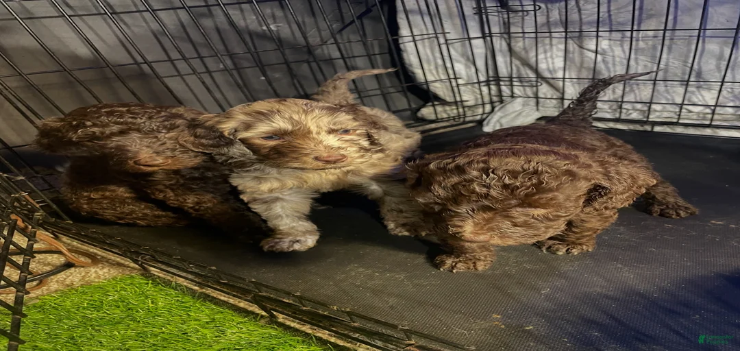 Gallery Image {{count}}