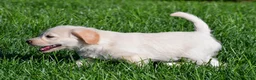 Labradoodle dogs for sale: Sally - Ad 10