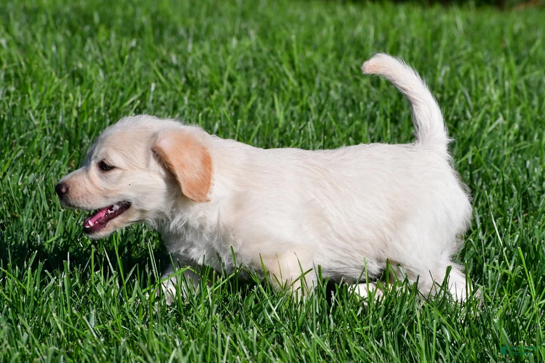 Labradoodle dogs for sale: Sally - Ad 10