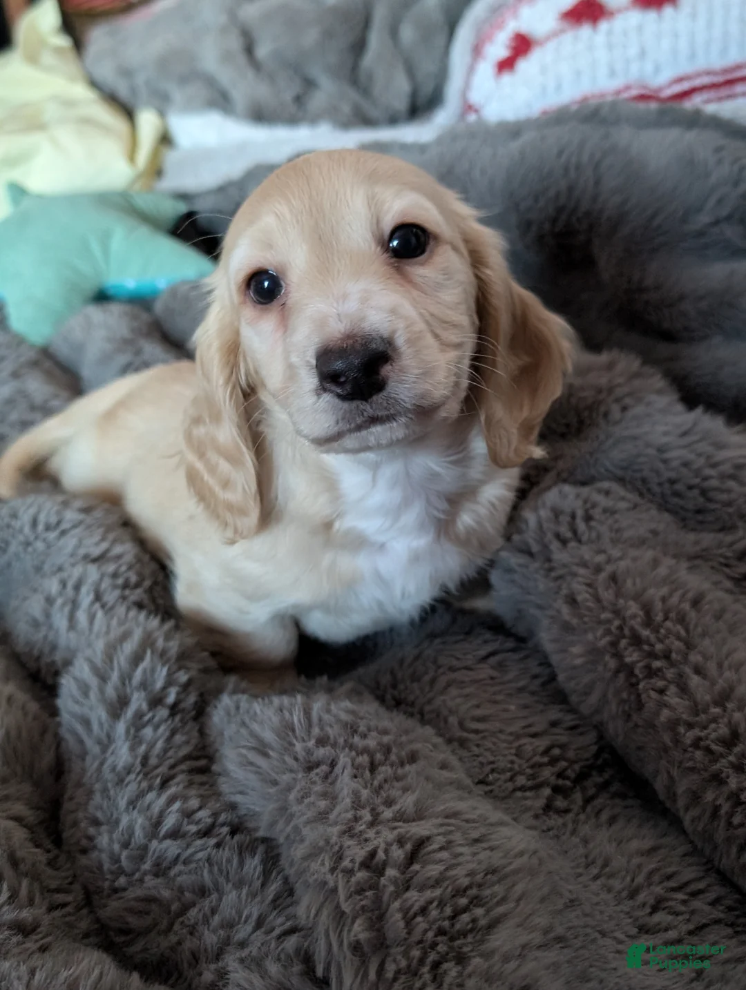 Miniature Dachshund dogs for sale: Miniature Dachshund Puppy 1 - Ad 2