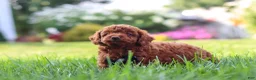 Miniature Poodle dogs for sale: Blake - Ad 8
