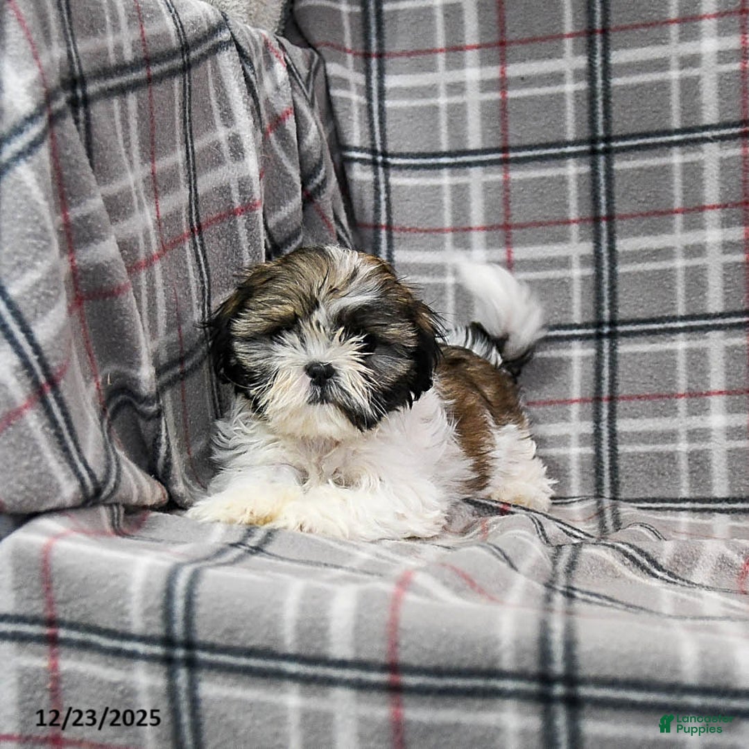Shihpoo dogs for sale: Midge  - Ad 9