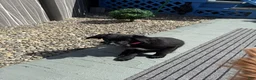 Mixed Breed dogs for sale: Wakanda - Ad 3