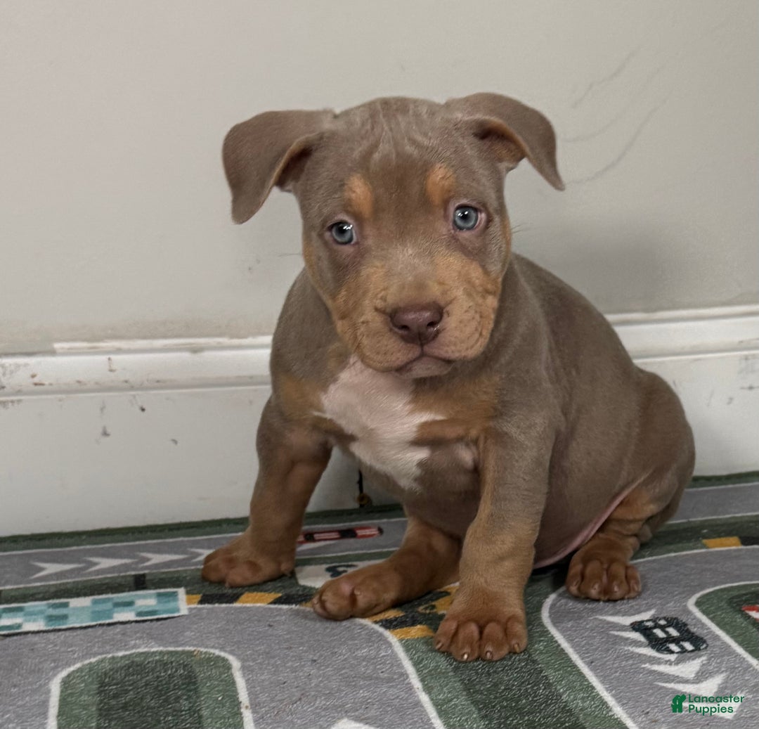 American Bully dogs for sale: King  - Ad 6