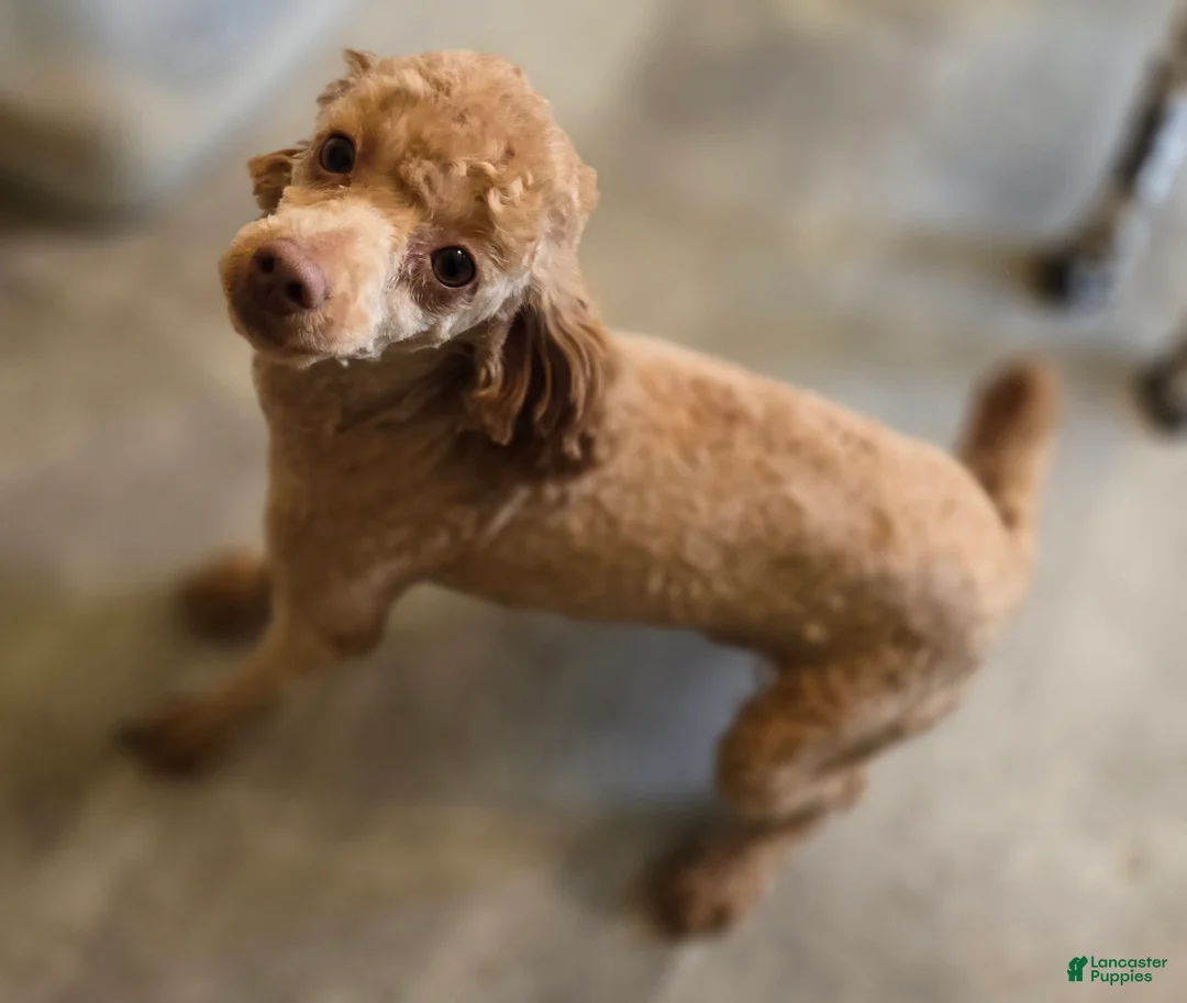 Cockapoo dogs for sale: Truffle - Ad 9