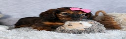 Miniature Dachshund dogs for sale: Fiona - Ad 11