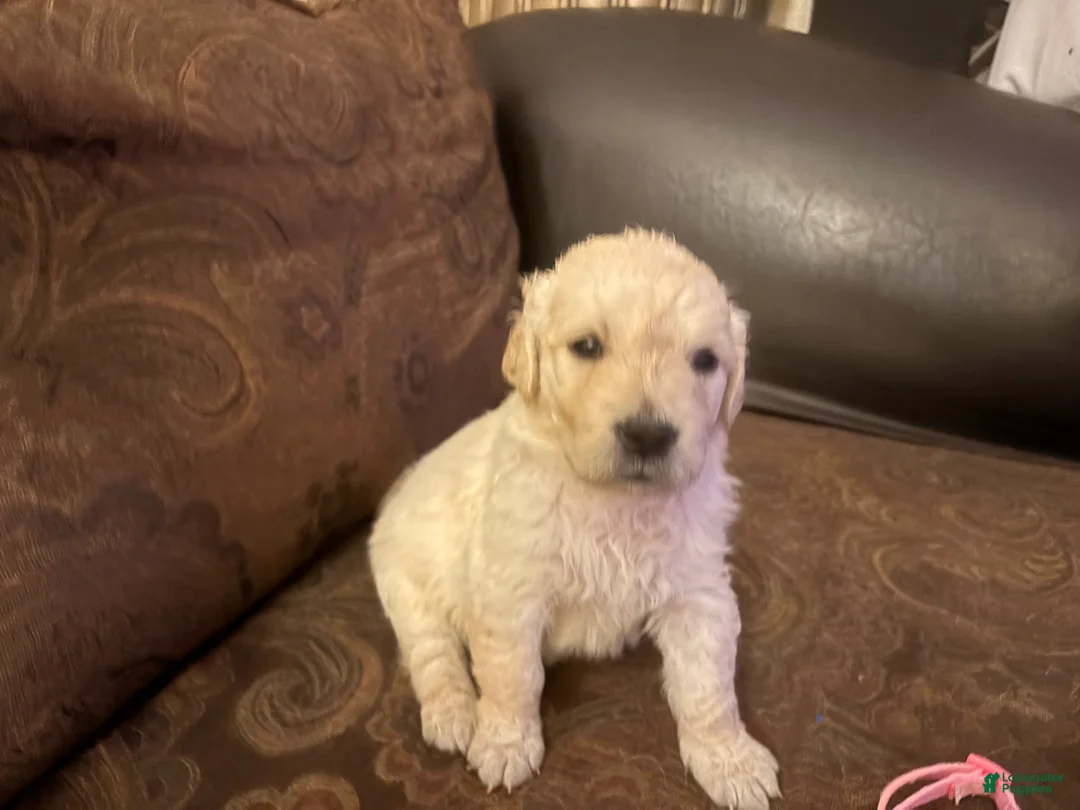 Golden Retriever dogs for sale: SHEEPS - Ad 2
