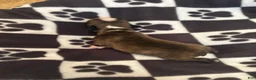 Boston Terrier dogs for sale: Happy-Brindle & white - Ad 3