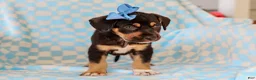 Mixed Breed dogs for sale: Allie Mixed Breed Pup - Ad 5