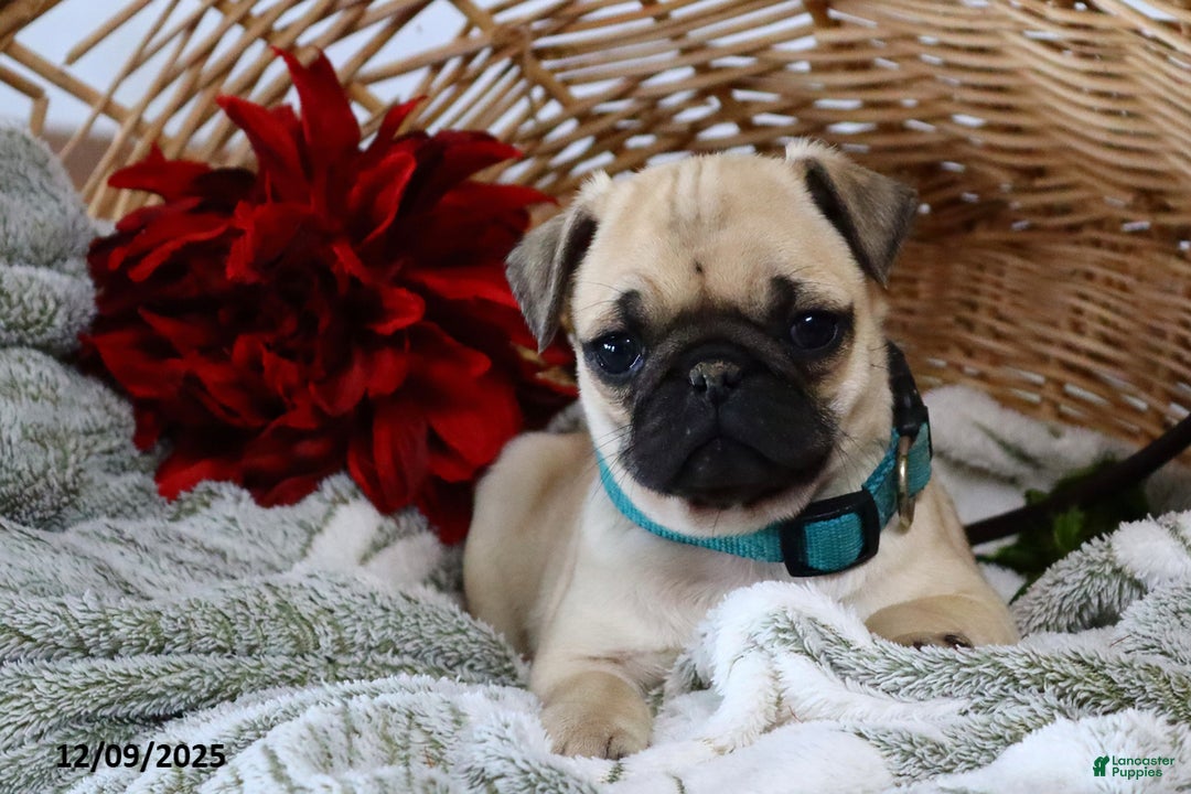 Pug dogs for sale: Polly - Ad 3