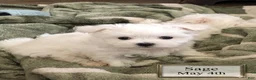 Malshi dogs for sale: Sage - Ad 2