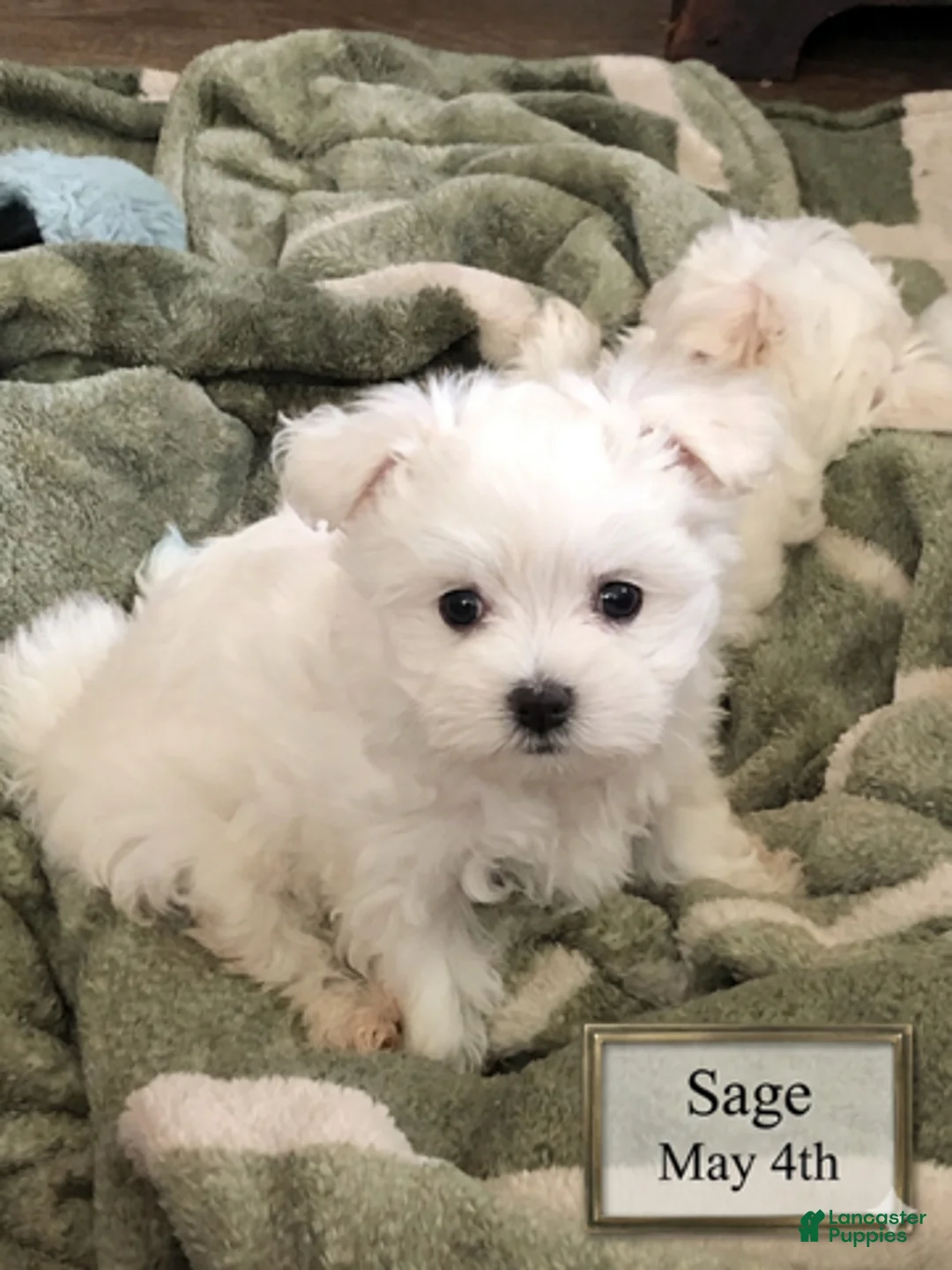 Malshi dogs for sale: Sage - Ad 2