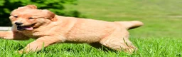 Golden Retriever dogs for sale: Turbo - Ad 4