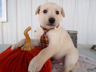 Border Collie dogs Border Collie Puppy 4 Ronnie - Ad 37