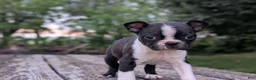 Boston Terrier dogs for sale: Pansy - Ad 2