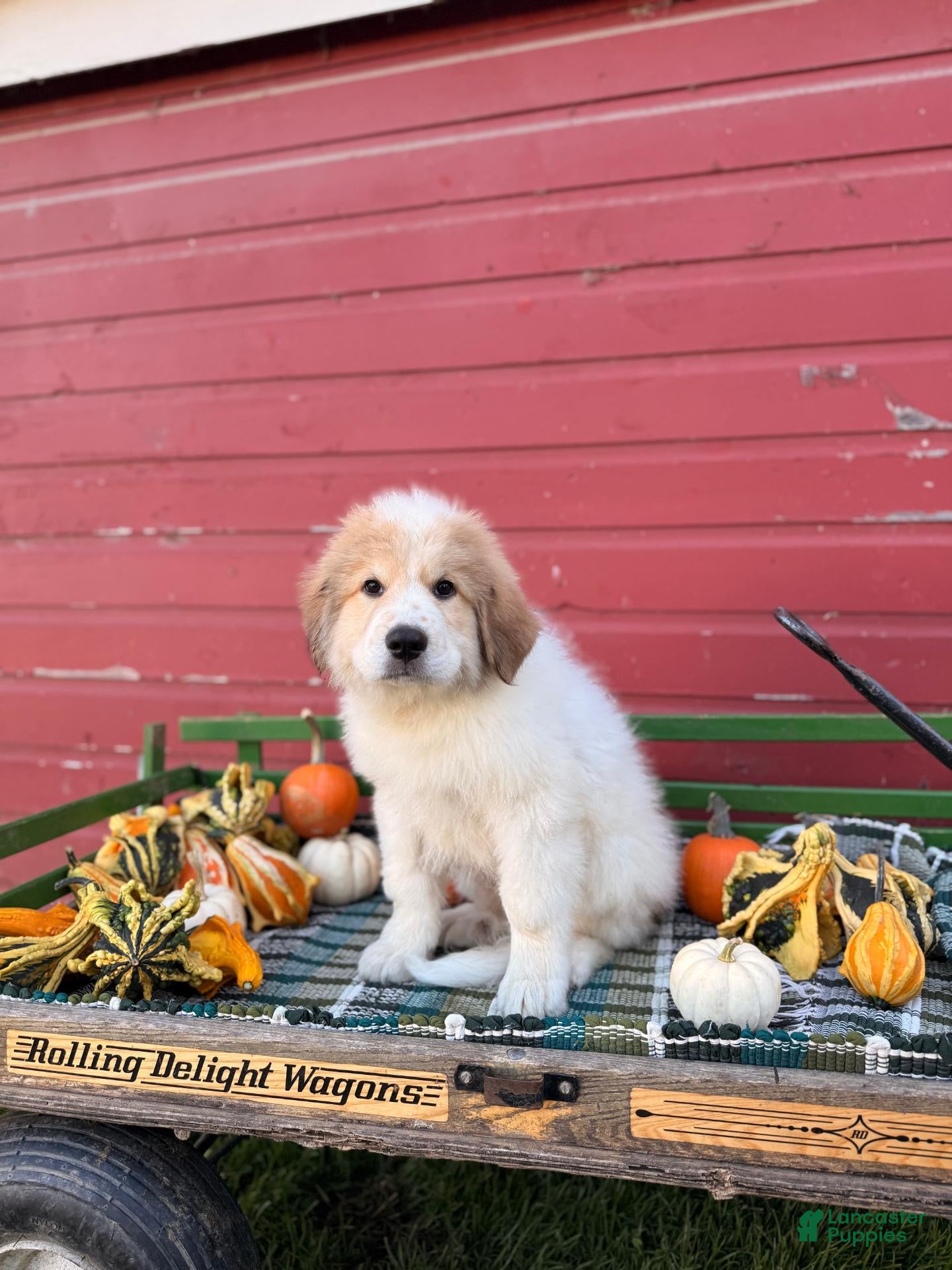 Great Pyrenees dogs for sale: Rover - Ad 1