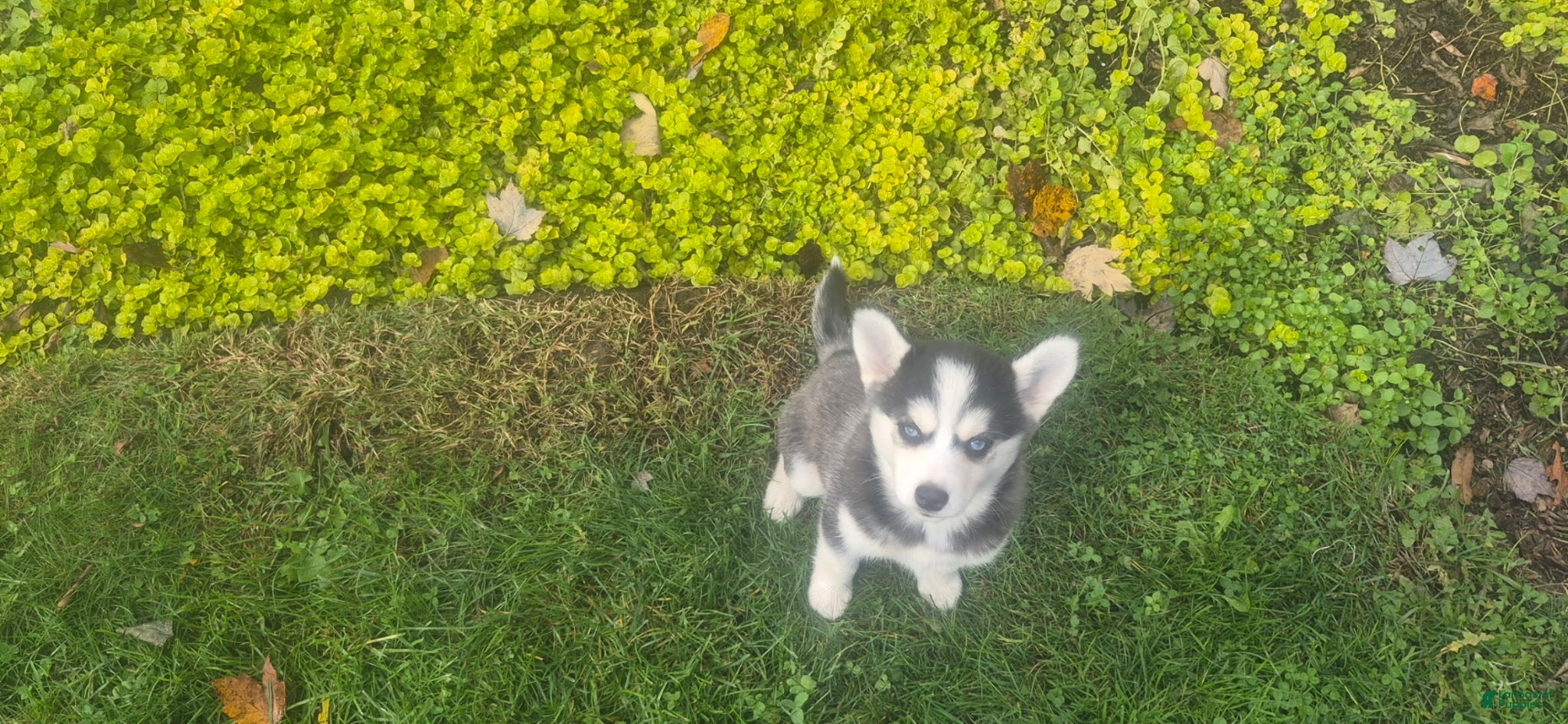 Pomsky dogs for sale: Storm - Ad 1