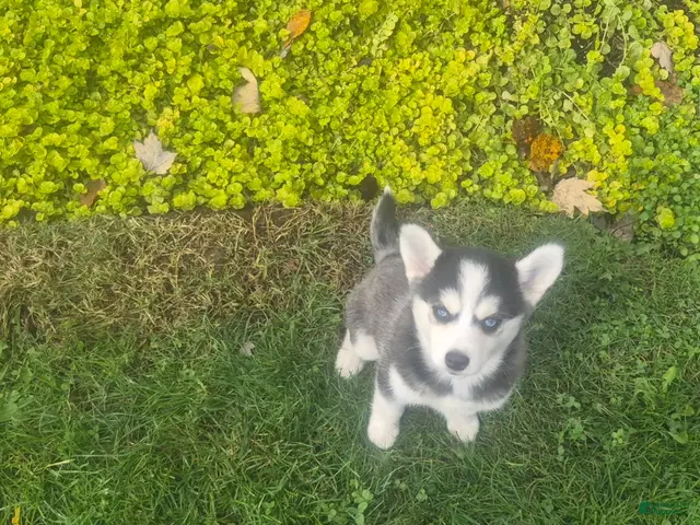 Pomsky dogs for sale: Storm - Ad 1
