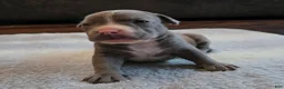 American Bully dogs for sale: Shadow - Ad 20