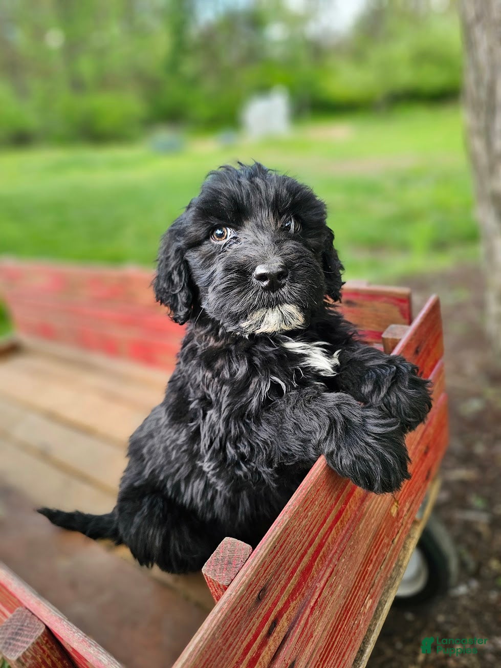 Portuguese Water Dog dogs Kaizer B. ❤️ - Ad 2