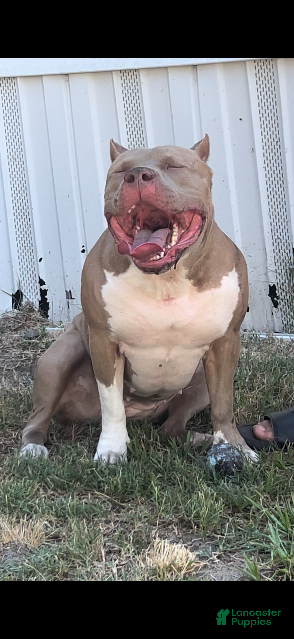 American Bully dogs NAIROBI The XL Bully - Ad 14