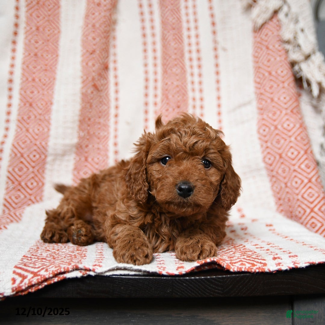 Mini Goldendoodle dogs for sale: Kujo - Ad 2