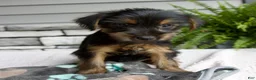 Morkie dogs for sale: Winston - Ad 4