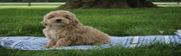 Mini Goldendoodle dogs for sale: Tilly - Ad 7