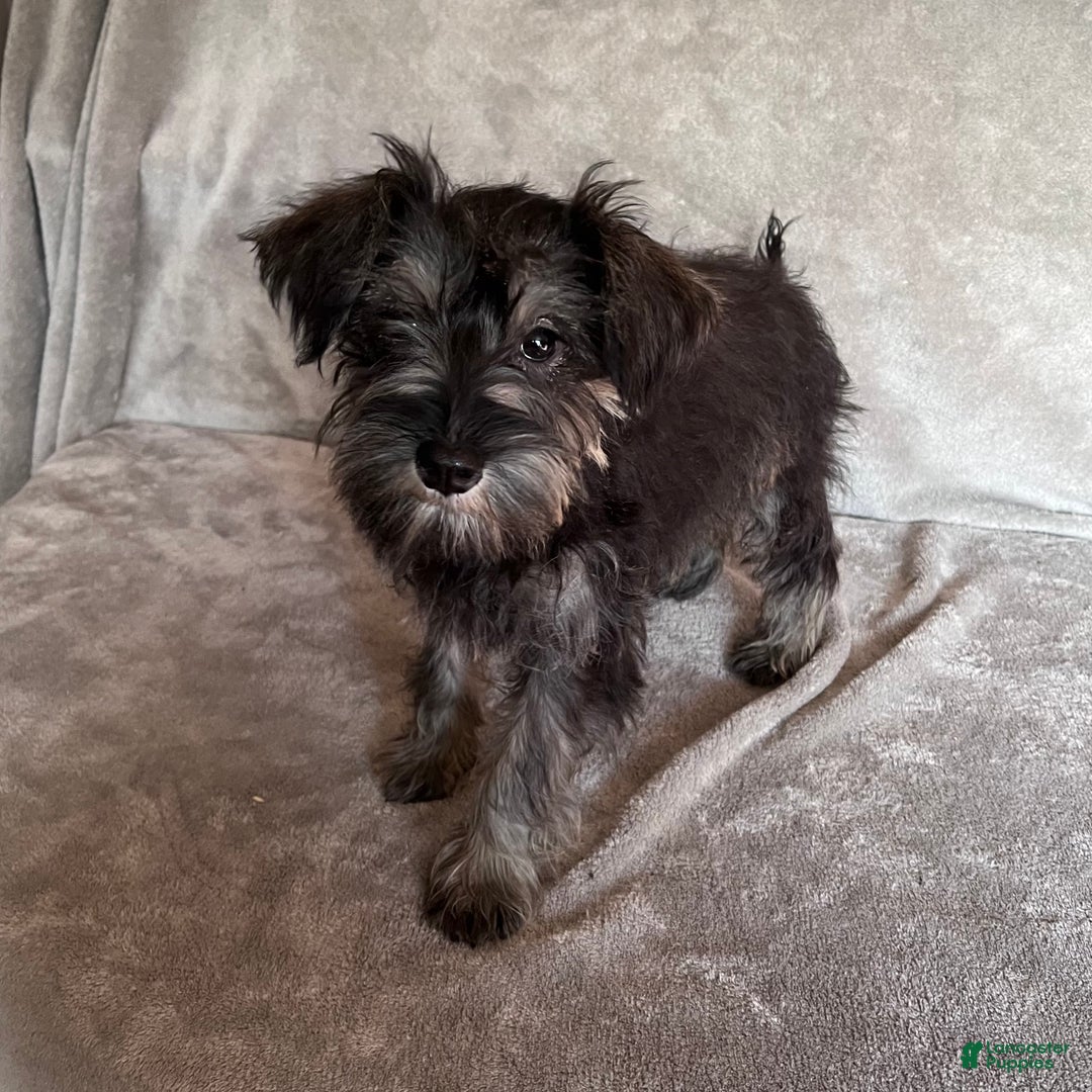 Miniature Schnauzer dogs for sale: Rachel - Ad 2