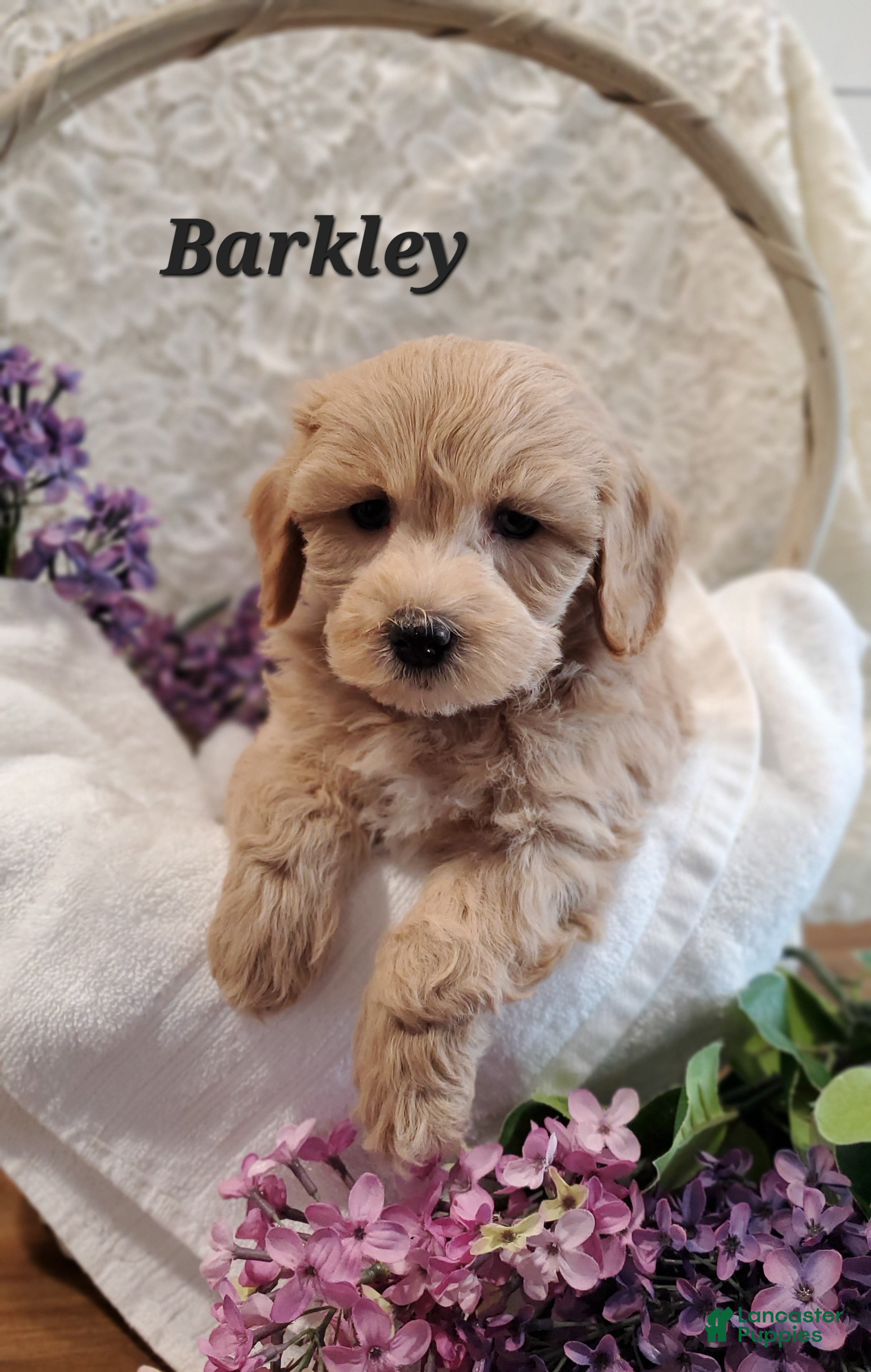 Mixed Breed dogs Barkley - Ad 17